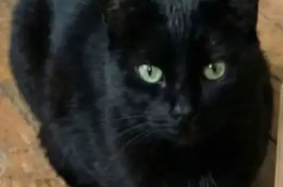Animaux perdus La Séauve-sur-Semène, photo: Chat perdu, Route de Bozon, La Séauve-sur-Semène - entièrement noir, yeux verts