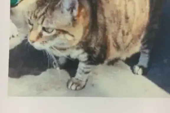Chat perdu, La Roche-Blanche, photo: Chat perdu, Rue de la Pavade, La Roche-Blanche - marron clair nuancé