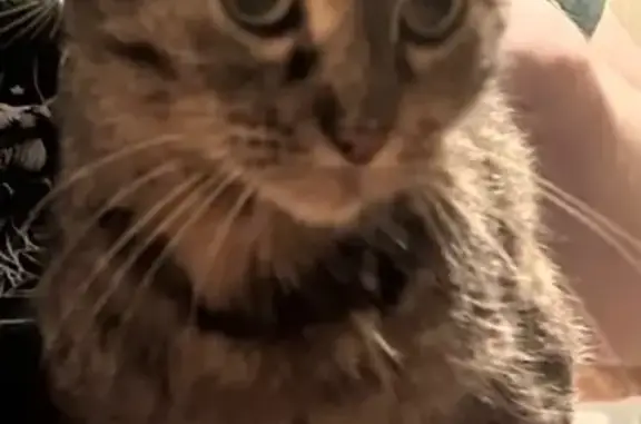 Missing cat Female, Portland (usl535463) - photo