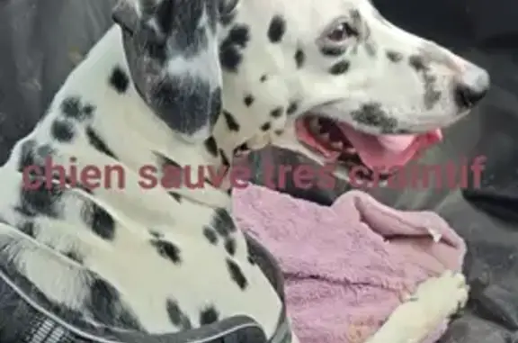 Animaux perdus Paris, photo: Chien perdu, Place du Général de Gaulle, Somain, Paris - très peureux dalmatien