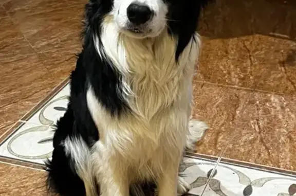 Perdido perro macho, Partida los Llano Almendra Arcos, 99D, Velez-Malaga - color blanco y negro - photo