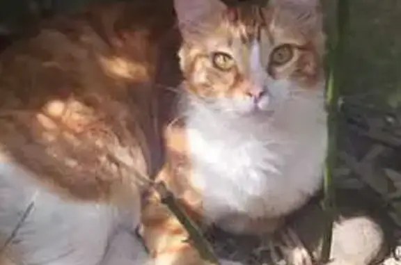 Chat perdu, Toulouse, photo: Chat perdu, Impasse Clémentine, Pau - très affectueux
