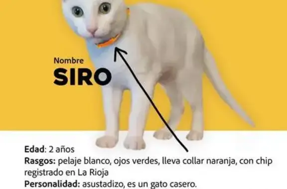 Perdido gato, Avenida Legión Española, 8, Roquetas de Mar, Logroño - asustadizo y casero - photo