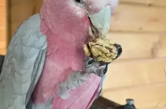 Animaux perdus Paris, photo: Oiseau perdu, Bruyères-le-Châtel, Paris - bagué et sait siffler