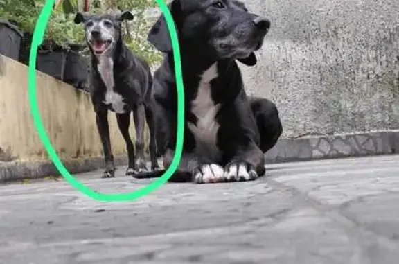 Cachorro perdido Fêmea (brl002...