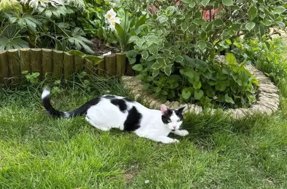 Animaux perdus La Rochelle, photo: Chat perdu, Rue Adolphe Privé, La Rochelle - mâle, 8 mois