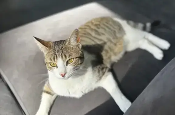 Animaux perdus Saint-Étienne, photo: Chat perdu, Digoin, Saint-Étienne
