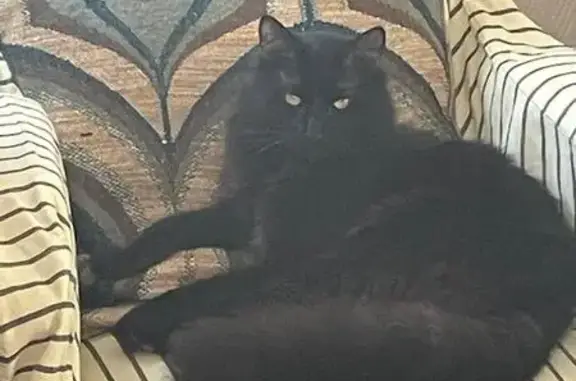 Animaux perdus Paris, photo: Chat perdu, Saint-Crépin-d'Auberoche, Paris - noir avec harnais