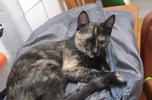 Perdido gato, Carrer Doctor Álvaro Esquerdo, 63, Villajoyosa - cara de dos colores - photo