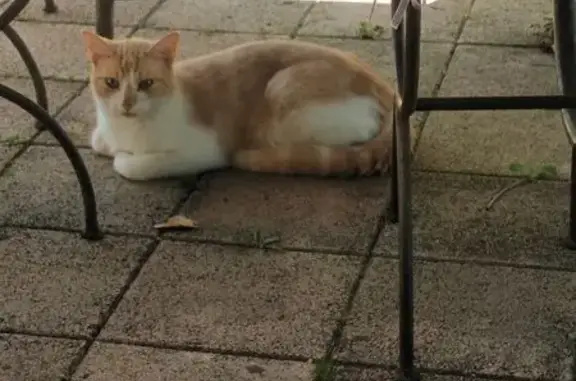 Animaux trouvés Cornebarrieu, photo: Chat mâle trouvé, Rue Bel Solelh, Cornebarrieu