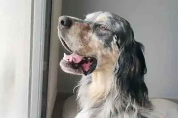 Animaux perdus Wailly, photo: Chien perdu, Thiembronne, Hauts-de-France - setter anglais tricolore