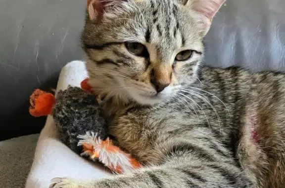 Animaux perdus Paris, photo: Chat perdu, Seyssinet-Pariset, Paris