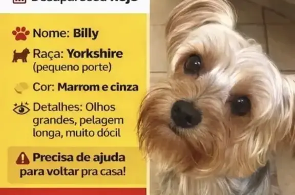 Cachorro perdido (brl002669)