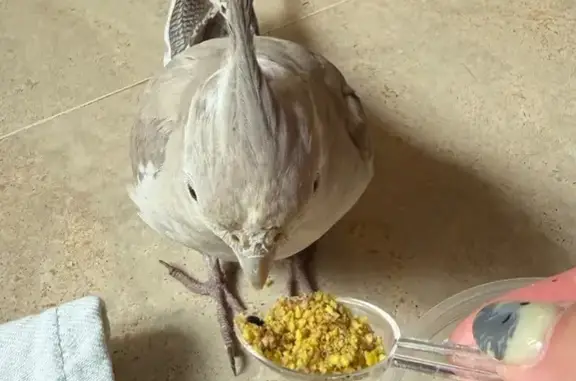 Found bird, Somerset Stn, Houg...