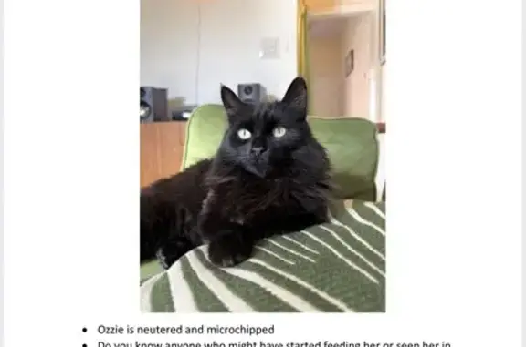 Lost cat, Bank Street, Bournville - female, neutered and chipped - photo