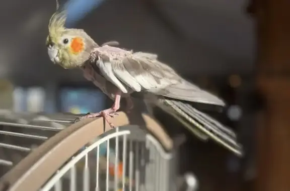 Lost and found pets McLean, photo: Lost bird, Chain Bridge Road, McLean - small and delicate