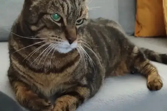 Chat perdu, Rue Général Dayan, Villeurbanne - Twisty, 14 ans - photo
