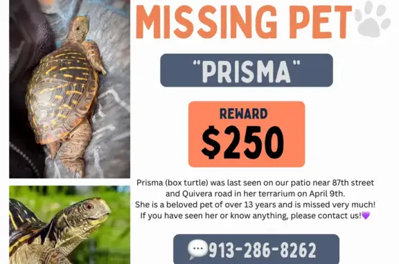 Lost and found pets Lenexa, photo: Lost bird, Halsey Street, Lenexa - female, light brown eyes