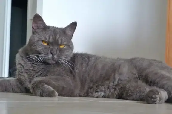 Chat perdu, Chemin de Baudes, Saucats - bleu gris, très douce - photo