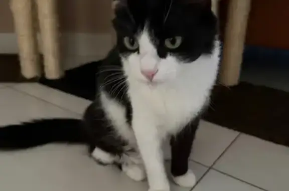 Gato desaparecido Fêmea (brl002670) - photo