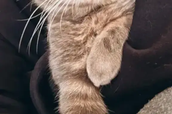 Animaux perdus Lille, photo: Chat perdu, Frelinghien, Lille - mâle gris tigré