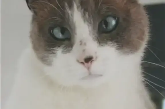 Chat perdu, Agneaux, Argenteuil - mâle gris et blanc - photo