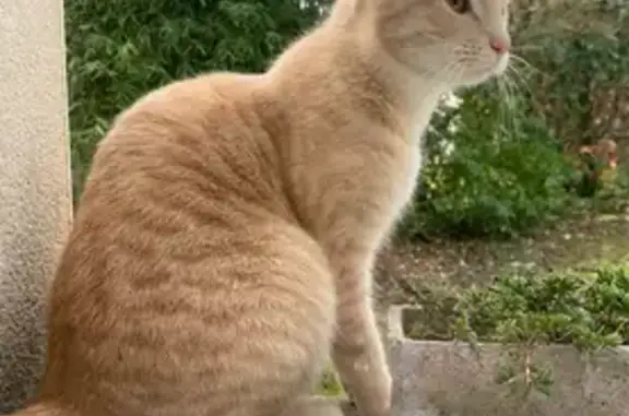 Animaux perdus Angers, photo: Chat perdu, Rue Parmentier, Angers - roux clair et tigré