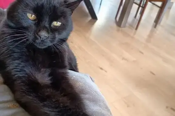 Animaux perdus Rognac, photo: Chat perdu, Impasse des Mûriers I, Rognac - très craintive