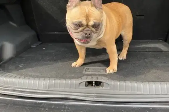Chien trouvé Paris, photo: Chien trouvé, Avenue Jean Jaurès, Aulnay-sous-Bois - petit bouledogue