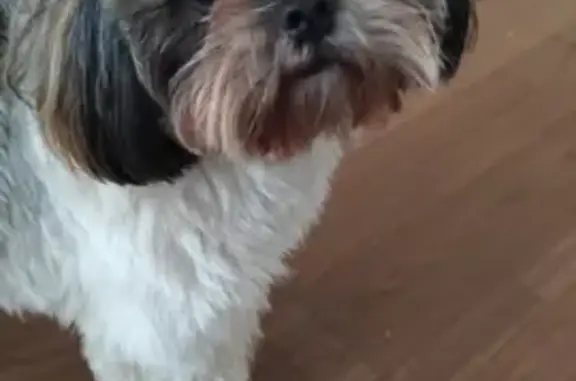 Cachorro perdido Macho (brl002...