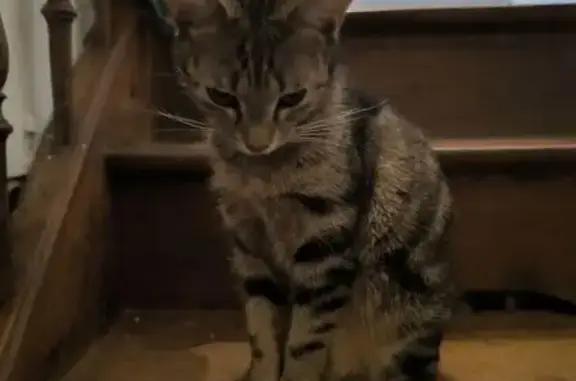 Animaux perdus Saint-Georges-des-Groseillers, photo: Chat perdu, Rue André Letard, Saint-Georges-des-Groseillers - tigré et craintif