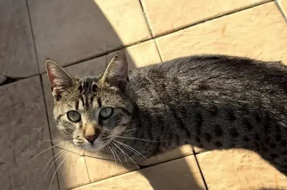 Chat trouvé Toulouse, photo: Chat trouvé, La Chapelle-Saint-Aubin, Toulouse - collier avec clochette