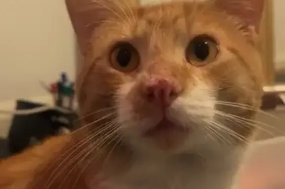 Missing cat Banyule, photo: Lost cat, Poplar Crescent, Banyule - male with a scratch on nose