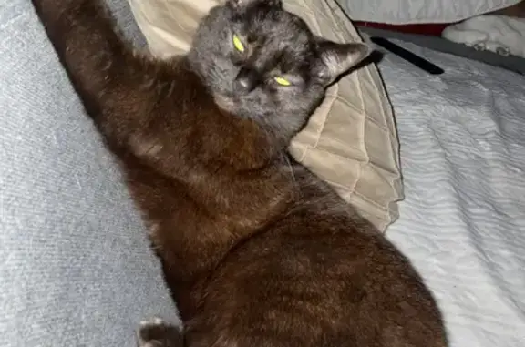 Chat perdu, Rue du Docteur Lesne, Loos - toute noir avec les yeux verts - photo