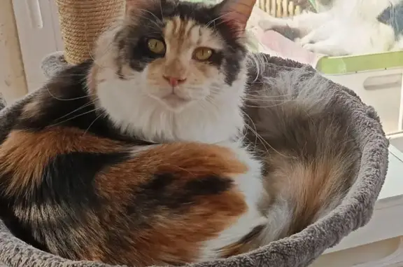 Animaux perdus Ormoy, photo: Chat perdu, Chemin de la Ferté-Alais, Corbeil-Essonnes - Maine Coon craintive
