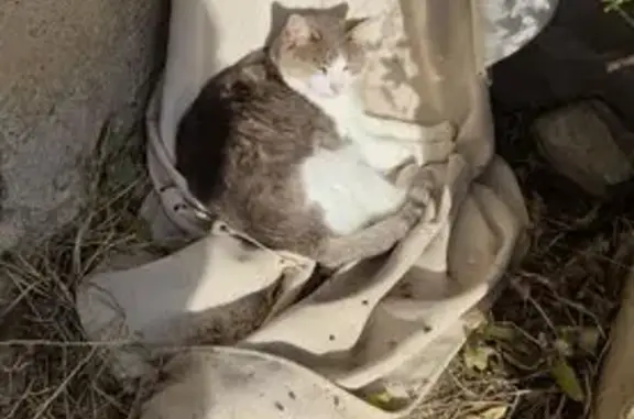 Chat perdu, Rue du Languedoc, 72, Carmaux - femelle très sociable - photo