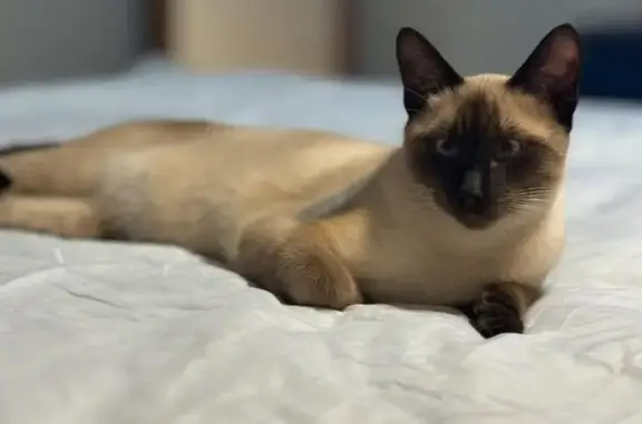 Lost cat, Williamsburg Court North, League City - Siamese female under a year old - photo