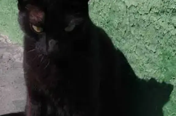 Gato desaparecido Fêmea (brl002672) - photo