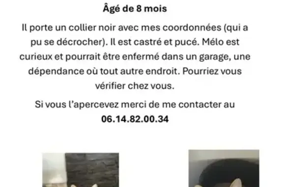 Chat perdu, Rue Guérard, Saint-Denis-le-Ferment - tigre et blanc - photo