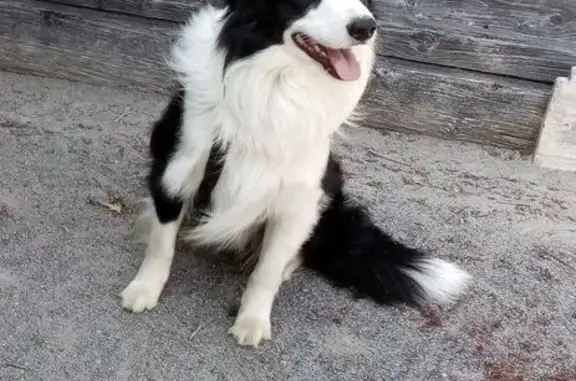 Animaux perdus Muzillac, photo: Chien perdu, Coët Dinio, Muzillac - Border Collie noir et blanc