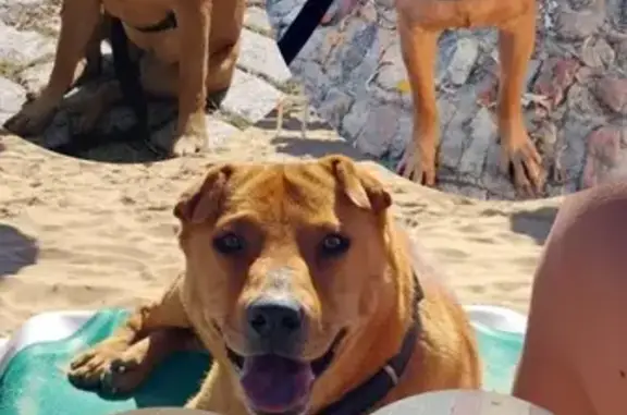 Perdido perro hembra, Esquivel, La Rinconada - color marrón claro - photo