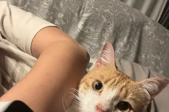 Es pequeña de tamaño , lleva 2 collares verde y morado , es muy buena . Se llama Rita y no suele alejarse de casa.