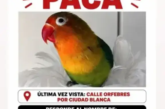 Perdida ave, Calle Orfebres, Dos Hermanas, Chiclana de la Frontera - photo