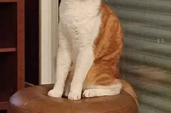 Chat perdu, Chemin De La REBATTERIE, Mauléon - Nougat, peureux et câlin - photo