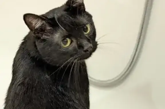 Кішки загублені, Брюховичі, фото: Зникла кішка, Курортна вулиця, 8, Брюховичі - чорна з білою плямою на грудях