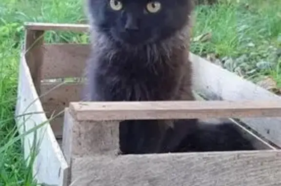 Зникла кішка, Нагірна вулиця, 80, Вінниця - чорна пухнаста - photo