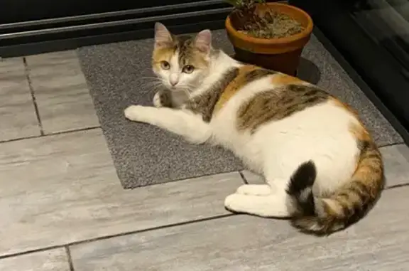 Animaux perdus Pontchâteau, photo: Chat perdu, Rue Maurice Sambron, Pontchâteau - femelle tricolore