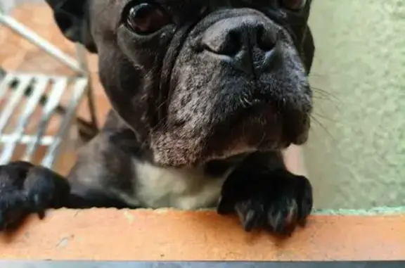 Animales perdidos Ecatepec de Morelos, foto: Perdido perro, Avenida Granjas, 11, Ecatepec de Morelos - negro atigrado con pecho blanco