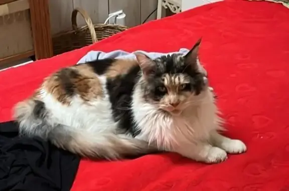 Animaux perdus Sainte-Geneviève-des-Bois, photo: Chat perdu, Chemin de la Ferté Alais, Corbeil-Essonnes - maine coon tricolore