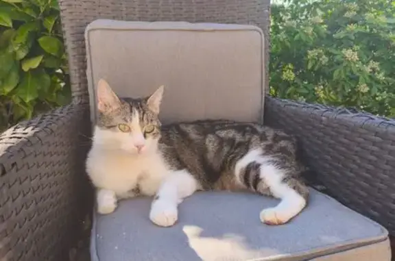 Chat perdu, Rue Georges Heren, La Ferté-Alais - Twixy, tigré léopard - photo